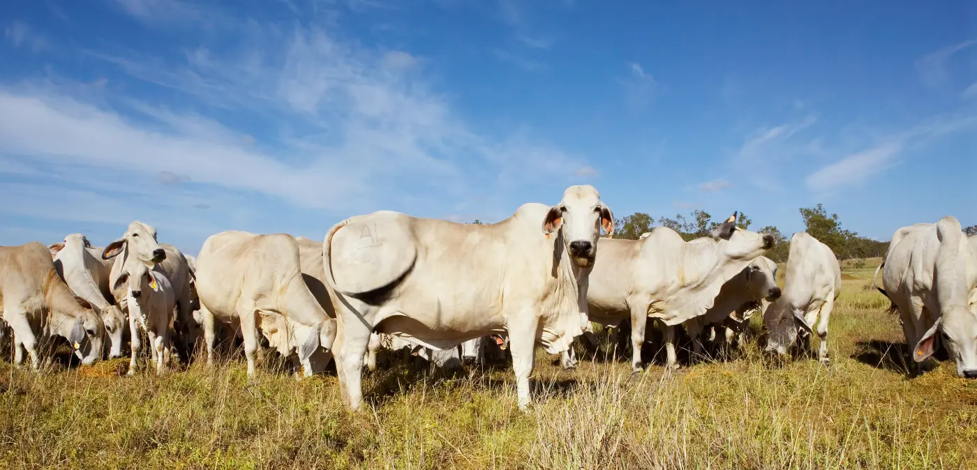 Why natural Betaine is the Best Feed Additives for Heat stress.