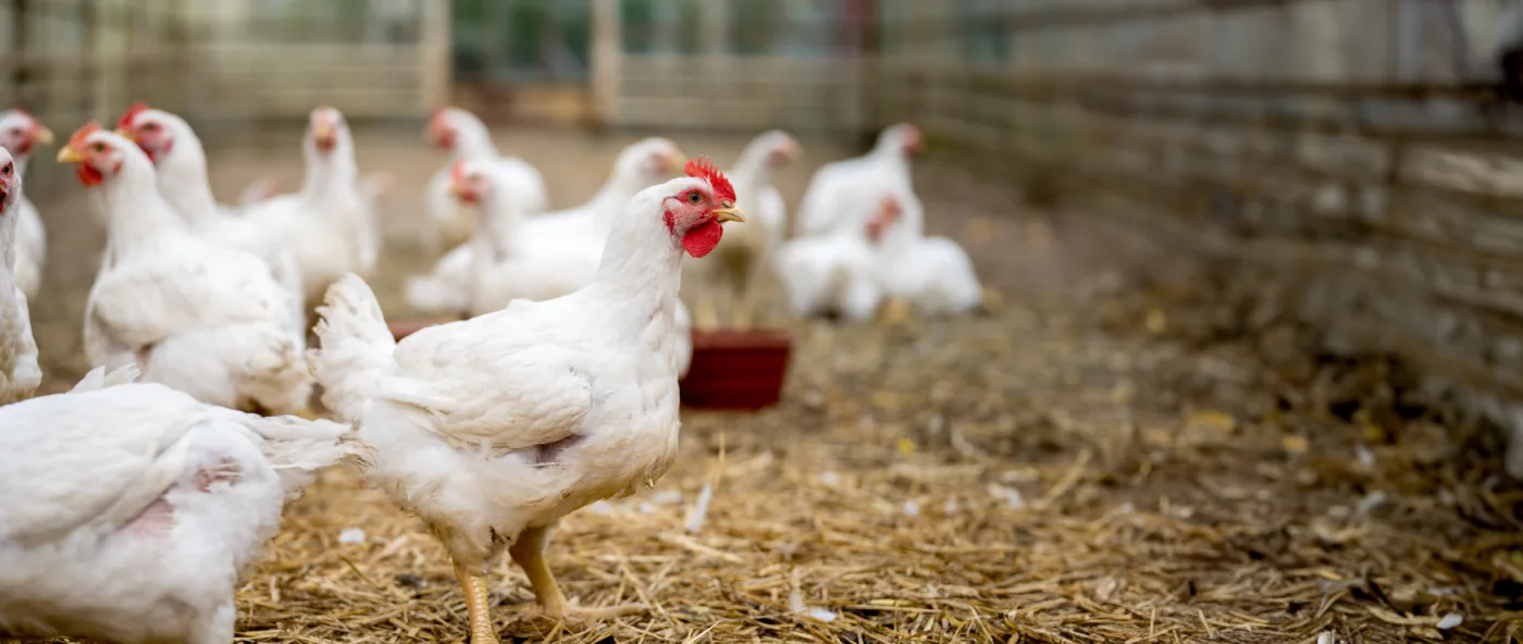 No evidence that high levels of copper produce antibiotic resistance
