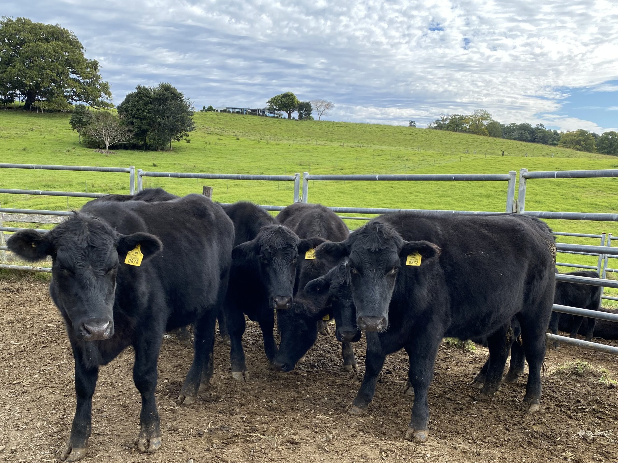Nutritional Tools for Heat Load Management in Beef